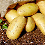 بطاطا